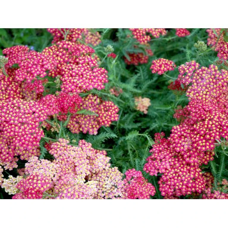 Røllike 'Paprika' Achillea Millefolium 'Paprika' 1 Liter Potte 7 Røllike 'Paprika' Achillea Millefolium 'Paprika' 1 Liter Potte - Billede 5