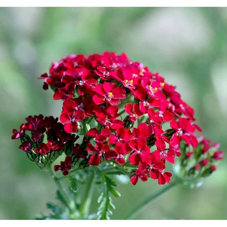 Røllike 'Paprika' Achillea Millefolium 'Paprika' 1 Liter Potte 8 Røllike 'Paprika' Achillea Millefolium 'Paprika' 1 Liter Potte - Billede 6
