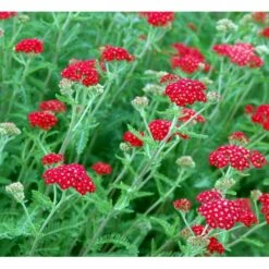 Røllike 'Paprika' Achillea Millefolium 'Paprika' 1 Liter Potte 18 Røllike 'Paprika' Achillea Millefolium 'Paprika' 1 Liter Potte -Osmo Salgsbutik mi116 achillea millefolium paprika d93a