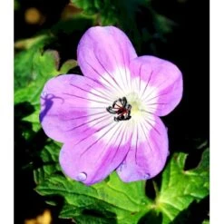 Storkenæb 'Sylvia's Surprise' Geranium Hybrid 'Sylvia's Surprise' (r) 1 Liter Potte -Osmo Salgsbutik mi11700 geranium sylvia s surprise r 4031