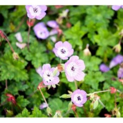 Storkenæb 'Sylvia's Surprise' Geranium Hybrid 'Sylvia's Surprise' (r) 1 Liter Potte -Osmo Salgsbutik mi11700 geranium sylvia s surprise r 92b8