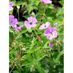 Storkenæb 'Sylvia's Surprise' Geranium Hybrid 'Sylvia's Surprise' (r) 1 Liter Potte