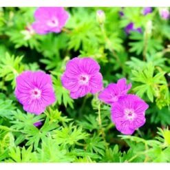 Storkenæb 'Tiny Monster' Geranium Hybrid 'Tiny Monster' 10 Cm. Potte -Osmo Salgsbutik mi11703 geranium tiny monster d98f