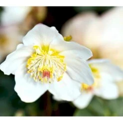 Julerose 'Christmas Carol' Helleborus Niger 'Christmas Carol' Med Potte -Osmo Salgsbutik mi1170 helleborus niger christmas carol 13f1