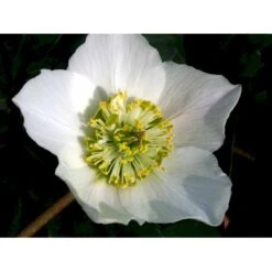 Julerose 'Praecox' Helleborus Niger 'Praecox' 1 Liter Potte -Osmo Salgsbutik mi1172 helleborus niger praecox 8be2