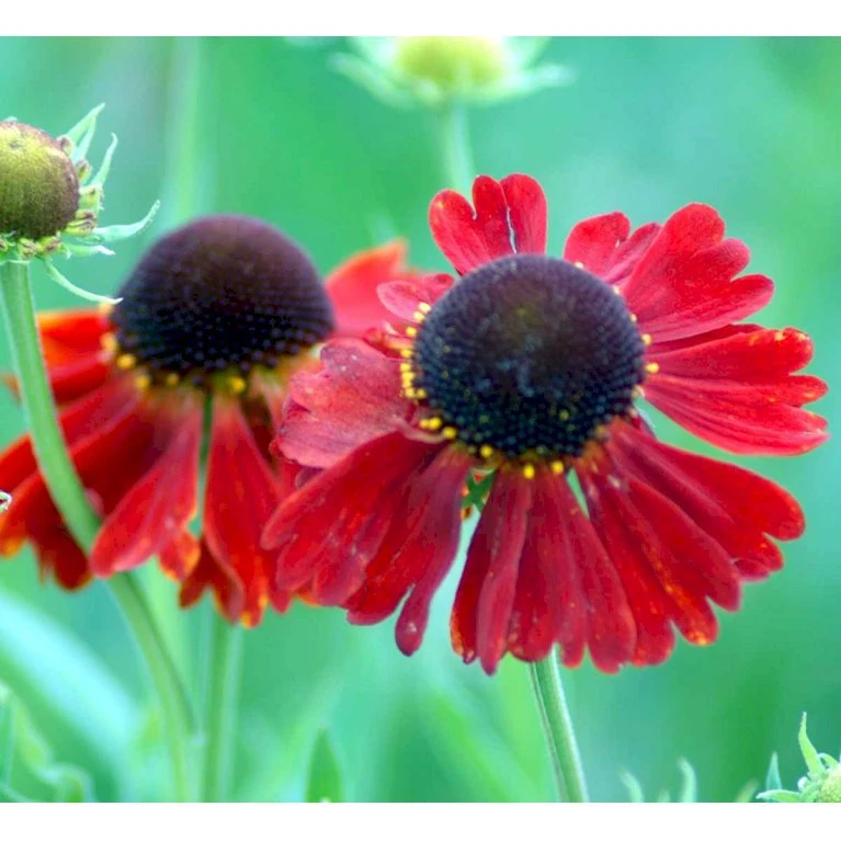 Solbrud 'Moerheim Beauty' Helenium Hybrid 'Moerheim Beauty' 1 Liter Potte 5 Solbrud 'Moerheim Beauty' Helenium Hybrid 'Moerheim Beauty' 1 Liter Potte - Billede 3