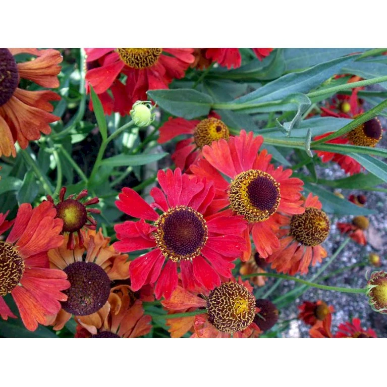 Solbrud 'Moerheim Beauty' Helenium Hybrid 'Moerheim Beauty' 1 Liter Potte 7 Solbrud 'Moerheim Beauty' Helenium Hybrid 'Moerheim Beauty' 1 Liter Potte - Billede 5