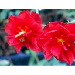 Soløje 'Amabile Plenum' Helianthemum Hybrid 'Amabile Plenum' 10 Cm. Potte -Osmo Salgsbutik mi11765 helianthemum amabile plenum b8a0