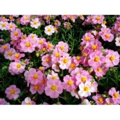 Soløje 'Lawrensons Pink' Helianthemum Hybrid 'Lawrensons Pink' 10 Cm. Potte -Osmo Salgsbutik mi11783 helianthemum lawrenson s pink 53bd