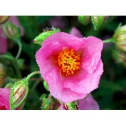 Soløje 'Lawrensons Pink' Helianthemum Hybrid 'Lawrensons Pink' 10 Cm. Potte -Osmo Salgsbutik mi11783 helianthemum lawrenson s pink 7420