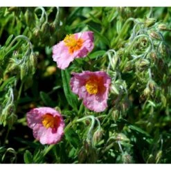 Soløje 'Lawrensons Pink' Helianthemum Hybrid 'Lawrensons Pink' 10 Cm. Potte -Osmo Salgsbutik mi11783 helianthemum lawrenson s pink b12a