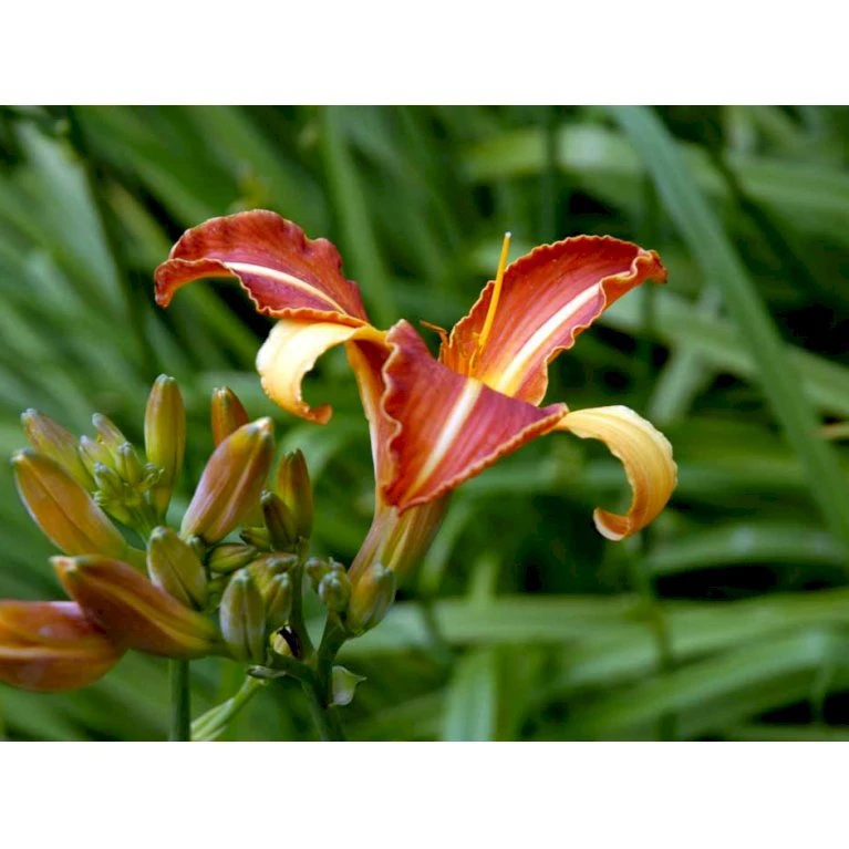 Daglilje 'Frans Hals' Hemerocallis 'Frans Hals' Potte 2 Liter. 8 Daglilje 'Frans Hals' Hemerocallis 'Frans Hals' Potte 2 Liter. - Billede 6