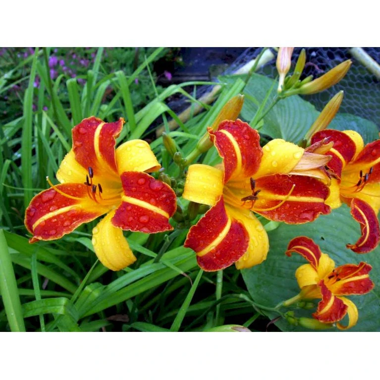 Daglilje 'Frans Hals' Hemerocallis 'Frans Hals' Potte 2 Liter. 6 Daglilje 'Frans Hals' Hemerocallis 'Frans Hals' Potte 2 Liter. - Billede 4