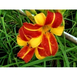 Daglilje 'Frans Hals' Hemerocallis 'Frans Hals' Potte 2 Liter. 12 Daglilje 'Frans Hals' Hemerocallis 'Frans Hals' Potte 2 Liter. -Osmo Salgsbutik mi1178 hemerocallis hybrid frans hals b64b