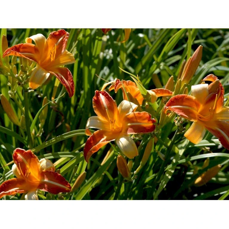 Daglilje 'Frans Hals' Hemerocallis 'Frans Hals' Potte 2 Liter. 5 Daglilje 'Frans Hals' Hemerocallis 'Frans Hals' Potte 2 Liter. - Billede 3