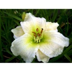 Daglilje 'Gentle Shepherd' Hemerocallis H. 'Gentle Shepherd' 2 Liter Potte -Osmo Salgsbutik mi1179 hemerocallis hybrid gentle shepherd 26e4