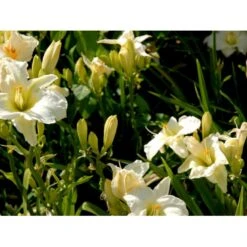 Daglilje 'Gentle Shepherd' Hemerocallis H. 'Gentle Shepherd' 2 Liter Potte -Osmo Salgsbutik mi1179 hemerocallis hybrid gentle shepherd d6c1