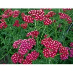 Røllike 'Sammetriese' Achillea Millefolium 'Sammetriese' 1 Liter Potte 9 Røllike 'Sammetriese' Achillea Millefolium 'Sammetriese' 1 Liter Potte -Osmo Salgsbutik mi117 achillea millefolium sammetriese 1220