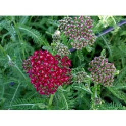 Røllike 'Sammetriese' Achillea Millefolium 'Sammetriese' 1 Liter Potte 8 Røllike 'Sammetriese' Achillea Millefolium 'Sammetriese' 1 Liter Potte -Osmo Salgsbutik mi117 achillea millefolium sammetriese 77c0