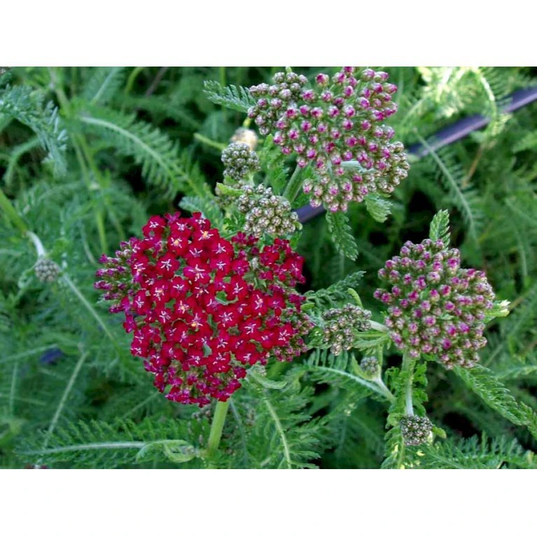 Røllike 'Sammetriese' Achillea Millefolium 'Sammetriese' 1 Liter Potte 5 Røllike 'Sammetriese' Achillea Millefolium 'Sammetriese' 1 Liter Potte - Billede 3