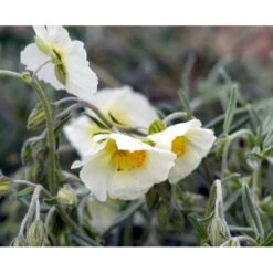 Soløje 'The Bride' Helianthemum Hybrid 'The Bride' 10 Cm. Potte -Osmo Salgsbutik mi11803 helianthemum the bride 110f