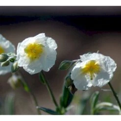 Soløje 'The Bride' Helianthemum Hybrid 'The Bride' 10 Cm. Potte -Osmo Salgsbutik mi11803 helianthemum the bride 744e