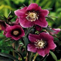 Julerose 'Red Lady' Helleborus Hybrid 'Red Lady' 1 Liter Potte -Osmo Salgsbutik mi11856 helleborus orientalis red spotted lady 1d49