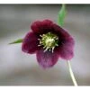 Julerose 'Red Lady' Helleborus Hybrid 'Red Lady' 1 Liter Potte -Osmo Salgsbutik mi11856 helleborus orientalis red spotted lady 5d46