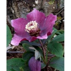 Påskeklokke, Røde Nuancer Helleborus Ori. Ssp. Abchasicus 1 Liter Potte