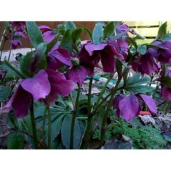 Påskeklokke, Røde Nuancer Helleborus Ori. Ssp. Abchasicus 1 Liter Potte 8 Påskeklokke, Røde Nuancer Helleborus Ori. Ssp. Abchasicus 1 Liter Potte -Osmo Salgsbutik mi11860 helleborus orientalis subsp abchasicus fe03