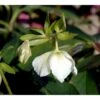 Julerose 'White Lady' Helleborus Hybrid 'White Lady' 1 Liter Potte