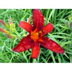 Daglilje 'Sammy Russel' Hemerocallis 'Sammy Russel' 1 Liter Potte -Osmo Salgsbutik mi1187 hemerocallis hybrid sammy russell 5d0f