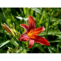 Daglilje 'Sammy Russel' Hemerocallis 'Sammy Russel' 1 Liter Potte -Osmo Salgsbutik mi1187 hemerocallis hybrid sammy russell 6714