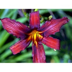 Daglilje 'Sammy Russel' Hemerocallis 'Sammy Russel' 1 Liter Potte -Osmo Salgsbutik mi1187 hemerocallis hybrid sammy russell 6907