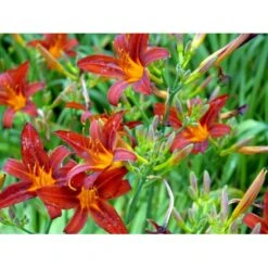 Daglilje 'Sammy Russel' Hemerocallis 'Sammy Russel' 1 Liter Potte -Osmo Salgsbutik mi1187 hemerocallis hybrid sammy russell ac5c