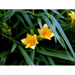 Daglilje 'Stella De Oro' Hemerocallis 'Stella De Oro' 1 Liter Potte -Osmo Salgsbutik mi1188 hemerocallis hybrid stella de oro 1dd0