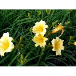 Daglilje 'Stella De Oro' Hemerocallis 'Stella De Oro' 1 Liter Potte -Osmo Salgsbutik mi1188 hemerocallis hybrid stella de oro 2f38