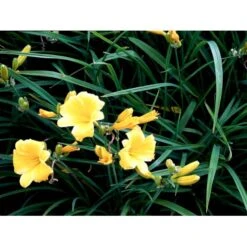 Daglilje 'Stella De Oro' Hemerocallis 'Stella De Oro' 1 Liter Potte -Osmo Salgsbutik mi1188 hemerocallis hybrid stella de oro 4880