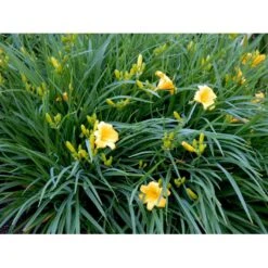 Daglilje 'Stella De Oro' Hemerocallis 'Stella De Oro' 1 Liter Potte -Osmo Salgsbutik mi1188 hemerocallis hybrid stella de oro b0ec