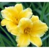 Daglilje 'Stella De Oro' Hemerocallis 'Stella De Oro' 1 Liter Potte -Osmo Salgsbutik mi1188 hemerocallis hybrid stella de oro bc4a