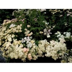 Røllike 'Summer Pastels' Achillea Millefolium 'Summer Pastels' 1 Liter Potte 11 Røllike 'Summer Pastels' Achillea Millefolium 'Summer Pastels' 1 Liter Potte -Osmo Salgsbutik mi118 achillea summer pastels 59f8