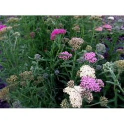 Røllike 'Summer Pastels' Achillea Millefolium 'Summer Pastels' 1 Liter Potte 10 Røllike 'Summer Pastels' Achillea Millefolium 'Summer Pastels' 1 Liter Potte -Osmo Salgsbutik mi118 achillea summer pastels 5a26