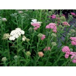 Røllike 'Summer Pastels' Achillea Millefolium 'Summer Pastels' 1 Liter Potte 9 Røllike 'Summer Pastels' Achillea Millefolium 'Summer Pastels' 1 Liter Potte -Osmo Salgsbutik mi118 achillea summer pastels 7de6
