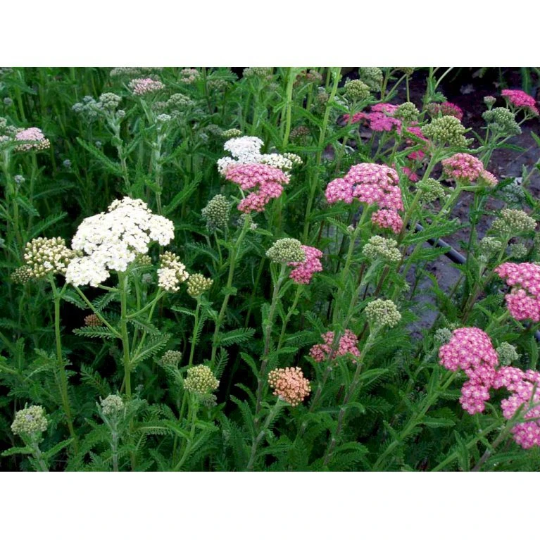 Røllike 'Summer Pastels' Achillea Millefolium 'Summer Pastels' 1 Liter Potte 5 Røllike 'Summer Pastels' Achillea Millefolium 'Summer Pastels' 1 Liter Potte - Billede 3