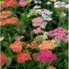 Røllike 'Summer Pastels' Achillea Millefolium 'Summer Pastels' 1 Liter Potte -Osmo Salgsbutik mi118 achillea summer pastels 9610