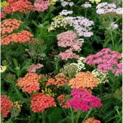 Røllike 'Summer Pastels' Achillea Millefolium 'Summer Pastels' 1 Liter Potte