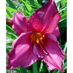 Daglilje 'Summer Wine' Hemerocallis H. 'Summer Wine' Potte 2 Liter. 11 Daglilje 'Summer Wine' Hemerocallis H. 'Summer Wine' Potte 2 Liter. -Osmo Salgsbutik mi1190 hemerocallis hybrid summer wine 6413