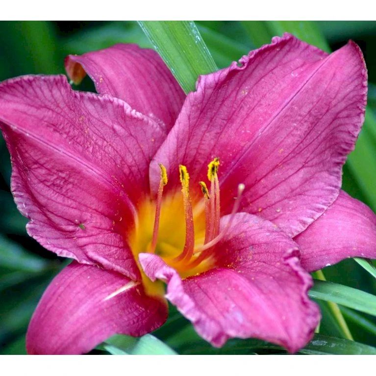 Daglilje 'Summer Wine' Hemerocallis H. 'Summer Wine' Potte 2 Liter. 5 Daglilje 'Summer Wine' Hemerocallis H. 'Summer Wine' Potte 2 Liter. - Billede 3