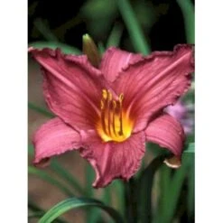 Daglilje 'Summer Wine' Hemerocallis H. 'Summer Wine' Potte 2 Liter. 13 Daglilje 'Summer Wine' Hemerocallis H. 'Summer Wine' Potte 2 Liter. -Osmo Salgsbutik mi1190 hemerocallis hybrid summer wine 7b43