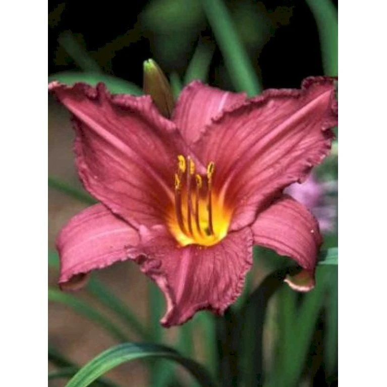 Daglilje 'Summer Wine' Hemerocallis H. 'Summer Wine' Potte 2 Liter. 8 Daglilje 'Summer Wine' Hemerocallis H. 'Summer Wine' Potte 2 Liter. - Billede 6